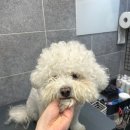 동물친구들 애견미용실 이미지