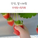 용내길 | 안성 딸기체험 안성딸기힐링팜에 아이랑 다녀왔어요