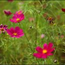 유전1리 이미지