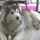 금쪽같은내새끼 동물병원 이미지