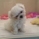 돼지프린스 이미지