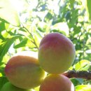 금주농장 이미지