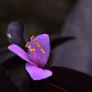 제주돌마을공원 이미지