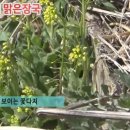 꽃다지 - 용인시 기흥구 죽현로 8-22 | 꽃다지