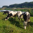 성동목장 이미지