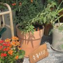 카페 수 이미지