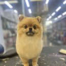 펫마트 강아지 논산점 이미지