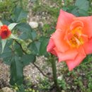 로즈향기 이미지