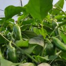 김현규농장 이미지