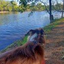 River walk and baby geese 이미지