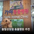 가야동물병원 | 가야동물병원 말티푸 출혈성 장염 동물병원 진찰료 치료 리얼 후기 ::두암동애견미용