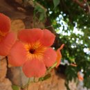 경북대 담장쪽 | 6월 7월 대구가볼만한곳, 능소화 가득한 남평문씨본리세거지