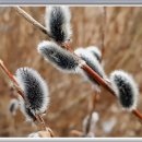 버들민박 이미지