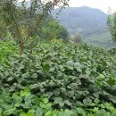 진들농장 이미지