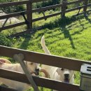 향수농장 이미지