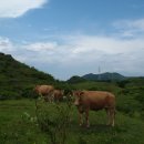 삼천리목장 이미지