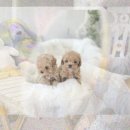 강아지꿈 | 음성 강아지입양 허스키입양 꿈 깨세요?! 현실 후기