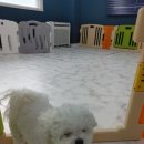 킹스키즈 개린이집 이미지