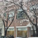 필운대로 | 실시간 개화상황_서촌대충유원지_리틀템포디자인샵_벚꽃명소_벚꽃개화추천_필운대로_종삼육후기_가는길