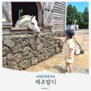 순자농장 | 제주 목장 카페, 제주밭디 (아이랑 승마 말 당근 먹이주기 체험)