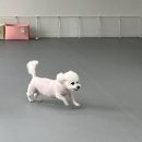 프라독(PRADOG) | [수원인계동] 애견유치원 프라독 가오픈 후기!