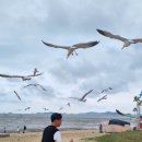 강화도 갯벌체험 어디가 좋을까? 동막해변 vs 민머루해수욕장 아이와 직접 다녀온 비교 후기