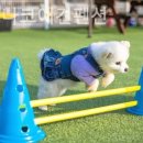 가평모나코애견펜션 | 상면펜션 가평모나코애견펜션 여유로운하루의끝!