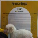 해피바우 애견유치원 네이버블로그