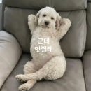 피묵짜 | 2월 일상 레스고 - *