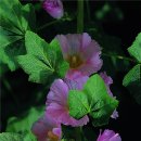 퍼플여행 이미지