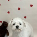 위드왈왈 이미지