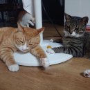 도리순이 이미지