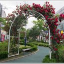 장미의거리5 이미지