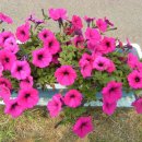 난정초등학교 이미지