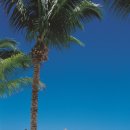 타히티 카카오 검색결과