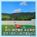 로이스애견풀빌라 이미지