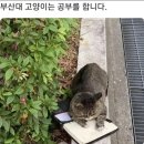 전국 대학 고양이 자랑 대회 이미지