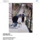 개뭉치 반려견 훈련센터 | [교육후기] 산책할 때 사람이나 개보고 경계하는 강아지 긍정강화 트레이닝 후기