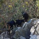 송백 흑염소 이미지