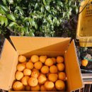 다솜농장 | [공지] 제주 한라봉 직거래 : 가정용 한라봉 10kg 택배 판매합니다.