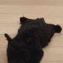 하우하 네이버블로그