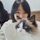 폴인캣츠 이미지