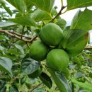 월하농장 이미지