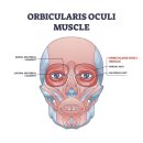 군포열린의원 | 안면마비 눈이 잘 안 감긴다면? 물리치료사가 알려주는 효과적인 눈 재활운동 정리