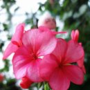 환타지아 이미지