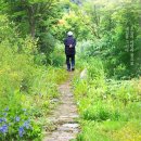 5월20일(화) 1세대 조경사 정영선 여의도 샛강 생태공원은 봄도 아름다워, 이미지