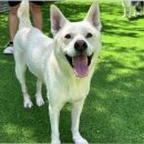 양촌애견 이미지