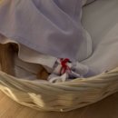 펫포유(PET FOR YOU) | 펫포유 : 세종 대전 반려동물 장례식장 , 루세떼 장례 정보 / 동물장묘업 정식 등록업체 추천합니다.