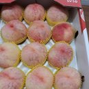백도 Daum카페