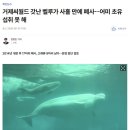 [연합뉴스] 거제씨월드 갓난 벨루가 사흘 만에 폐사…어미 초유 섭취 못 해 이미지